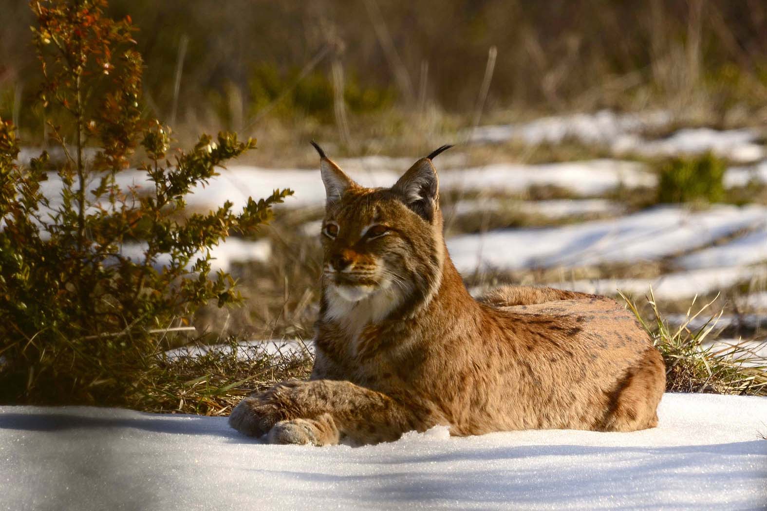 Le lynx - un chasseur à pas feutrés